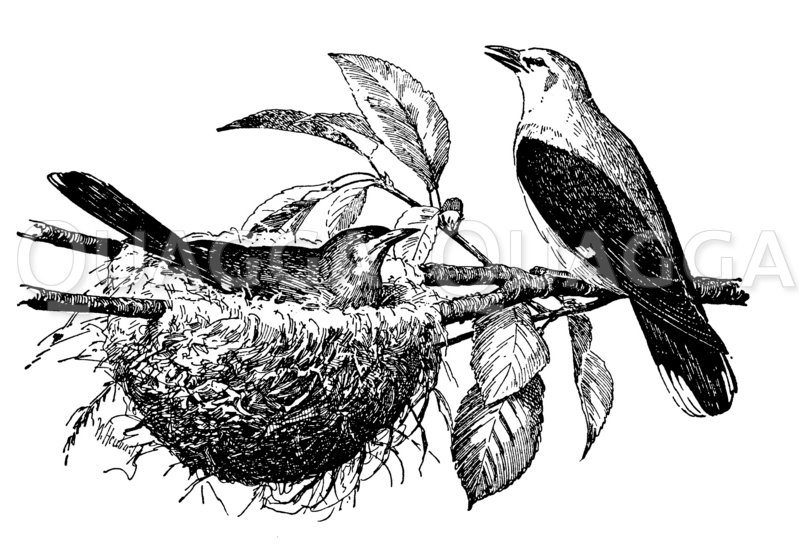 Pirole am Nest Zeichnung/Illustration