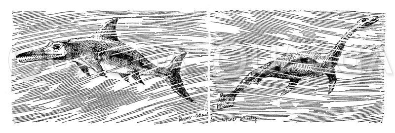 Fischechse und Schlangenechse Zeichnung/Illustration