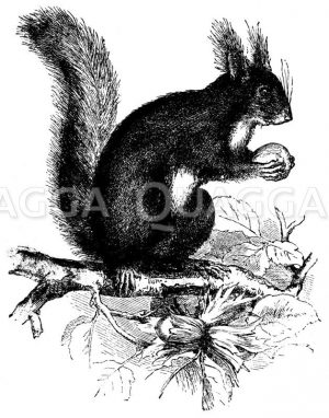 Eichhörnchen Zeichnung/Illustration