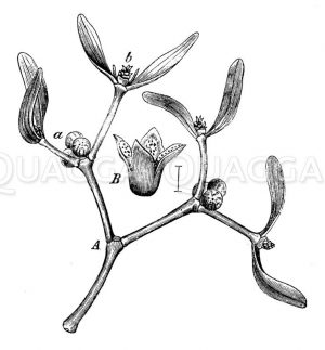 Mistel: Zweig einer weiblichen Pflanze (A) und männliche Blüte (B) Zeichnung/Illustration