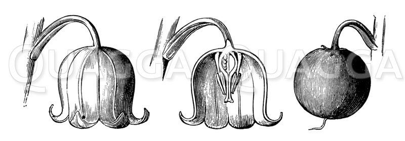 Maiglöckchen: Blüte und Frucht Zeichnung/Illustration