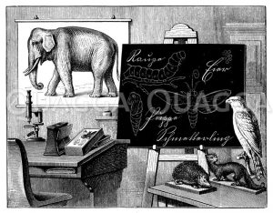 Lehrmittel für den naturwissenschaftlichen Unterricht über das Tierreich Zeichnung/Illustration
