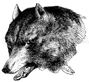 Wolf: Porträt Zeichnung/Illustration