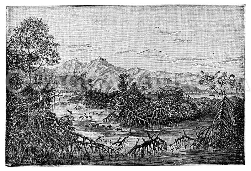 Südamerikanische Landschaft. Mangrovenküste in Venezuela. Mit Genehmigung des G. Hölzel Verlages in Wien Zeichnung/Illustration