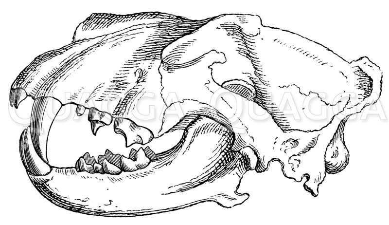 Gebiß eines Fleischfressers (Löwe) Zeichnung/Illustration