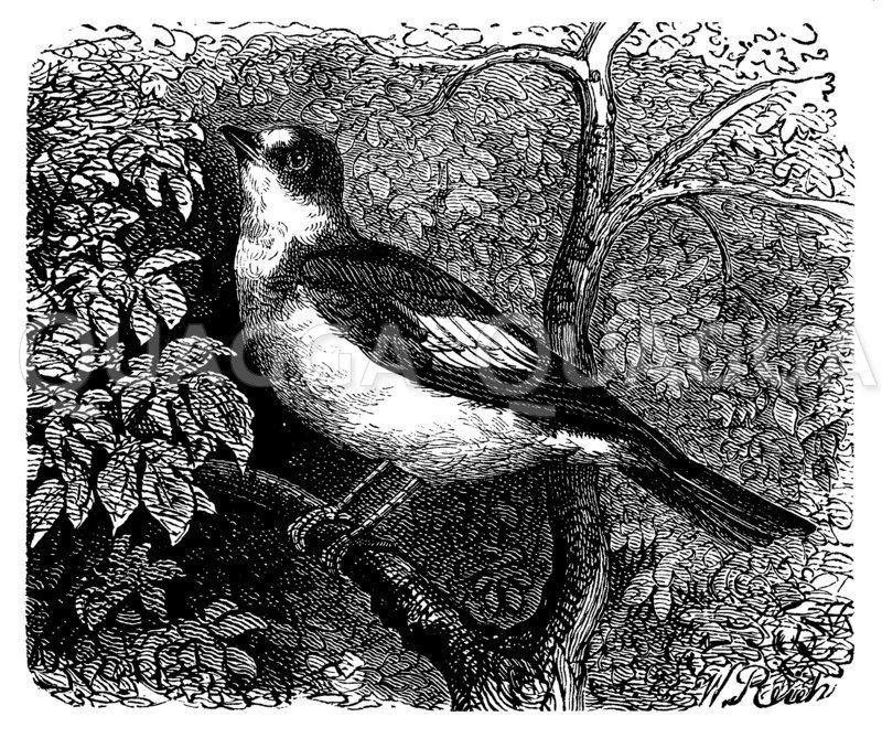 Grauer Fliegenschnäpper Zeichnung/Illustration