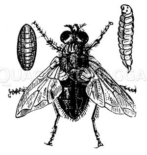 Schmeißfliege Zeichnung/Illustration