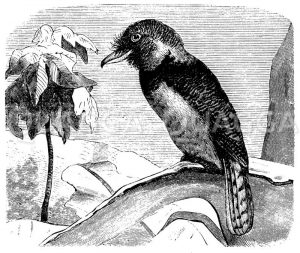 Bartvogel Zeichnung/Illustration