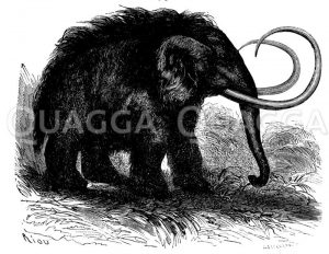 Mammut aus dem Lena-Eis Zeichnung/Illustration