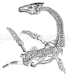 Plesiosaurus Lymeregis: Skelett Zeichnung/Illustration