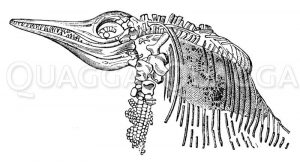 Ichthyosaurus communis von Lymeregis: Vordere Hälfte Zeichnung/Illustration