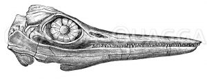 Ichthysaurus: Schädel Zeichnung/Illustration