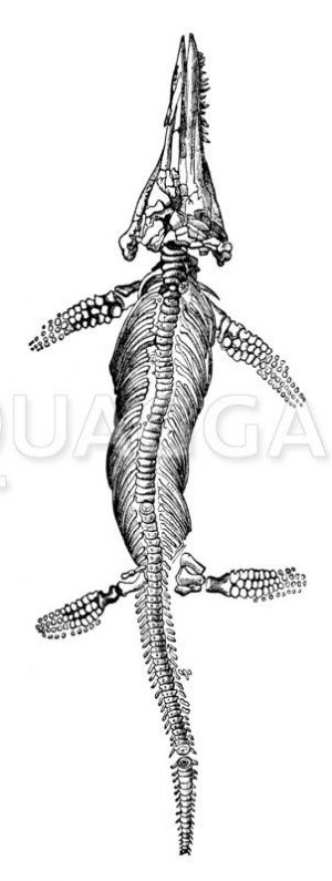 Ichthyosaurus communis: Skelett Zeichnung/Illustration