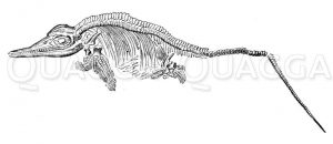 Ichthyosaurus communis: Skelett Zeichnung/Illustration