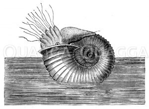 Restaurierter Braun-Jura-Ammonit Zeichnung/Illustration