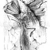 Archaeopteryx Zeichnung/Illustration