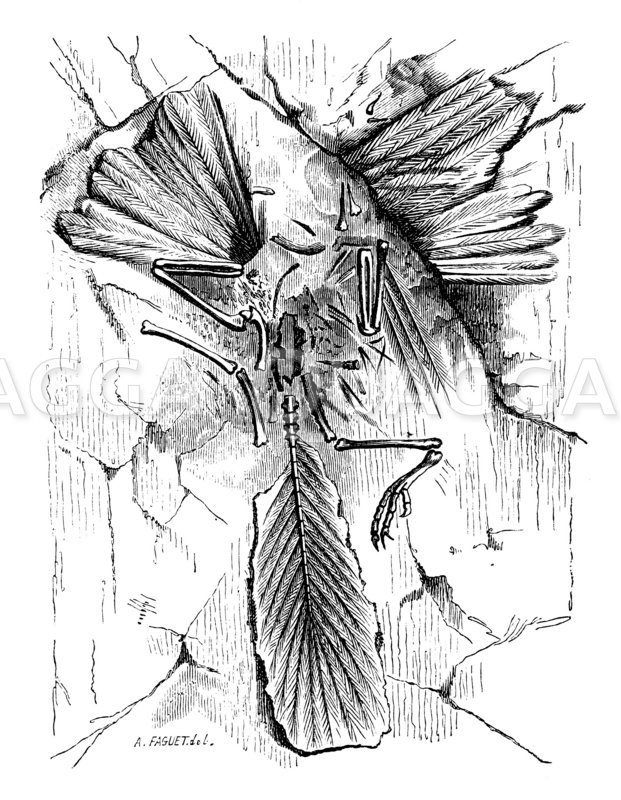 Archaeopteryx Zeichnung/Illustration