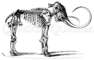 Mammut: Skelett Zeichnung/Illustration
