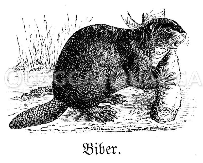 Biber Zeichnung/Illustration