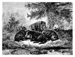 Eine Rotte Wildschweine. Von C. Ockert Zeichnung/Illustration