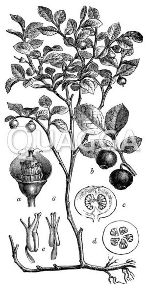 Heidelbeere (Blaubeere) <Vaccinium myrtillus>