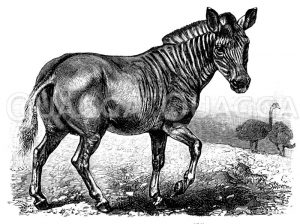 Quagga
