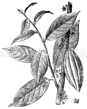 Kakao Zeichnung/Illustration