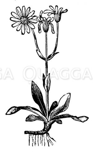 Arnika Zeichnung/Illustration