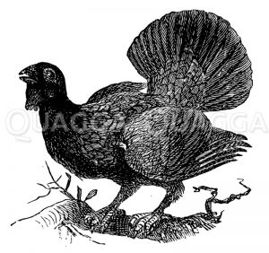 Auerhuhn