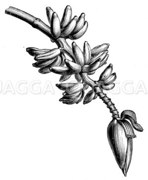 Bananenblüte mit Früchten Zeichnung/Illustration