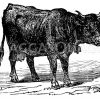 Simmenthaler Kuh Zeichnung/Illustration