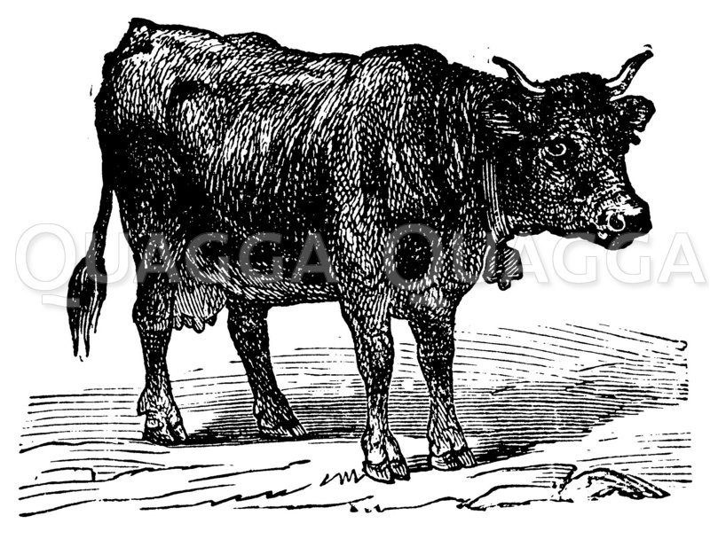 Simmenthaler Kuh Zeichnung/Illustration