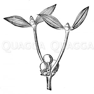Mistel Zeichnung/Illustration