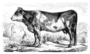 Kuh der Berner Rasse Zeichnung/Illustration