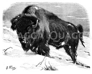 Amerikanischer Bison Zeichnung/Illustration