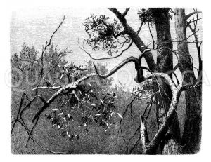 Mistel Zeichnung/Illustration