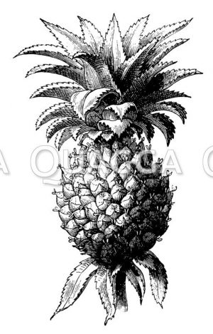 Ananas