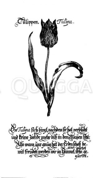 Tulpe Zeichnung/Illustration