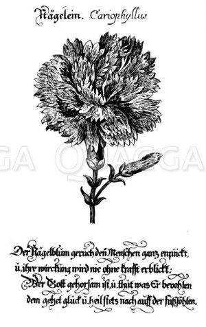 Nelke Zeichnung/Illustration