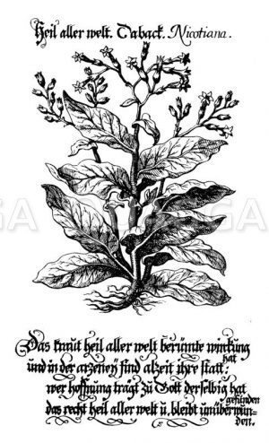 Tabak Zeichnung/Illustration