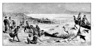 Delphine helfen Fischern beim Fang von Meeräschen Zeichnung/Illustration