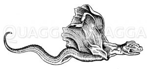 Basilisk oder Drache