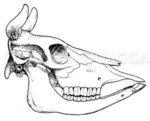 Schädel eines Rindes Zeichnung/Illustration