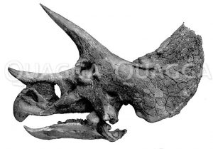 Triceratops: Kopfskelett Zeichnung/Illustration