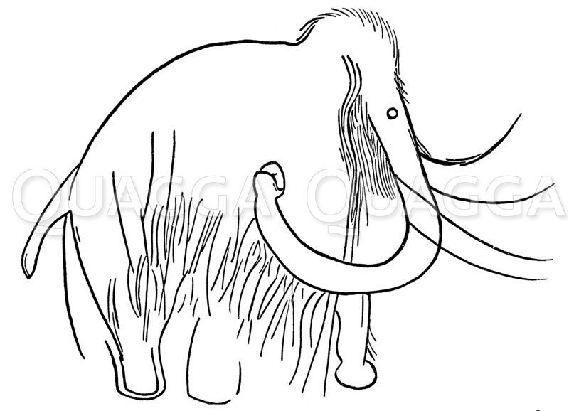 Felszeichnung eines Mammuts Zeichnung/Illustration