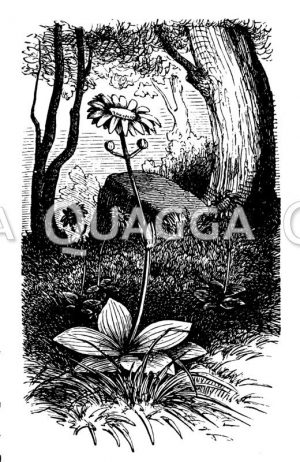 Arnika (Bergwohlverleih) <Arnica montana>