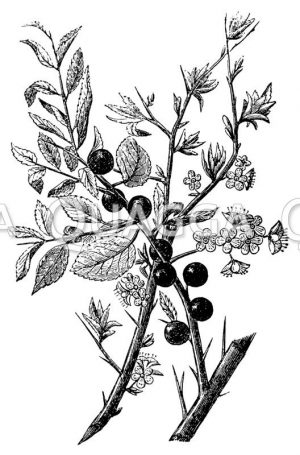 Schlehdorn (Schlehe) <Prunus spinosa>