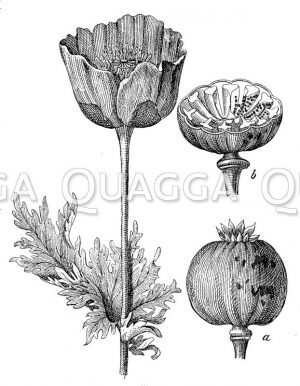 Mohn mit Blüte und Kapsel (a)