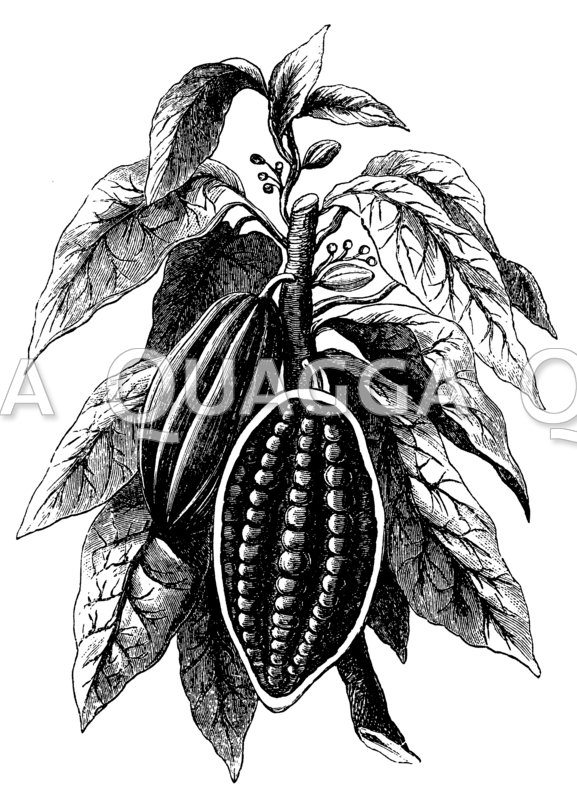 Kakaopflanze mit Früchten