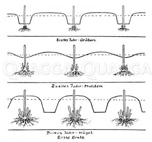Spargelanbau